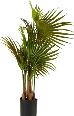 CASA Areca Palmera Verde