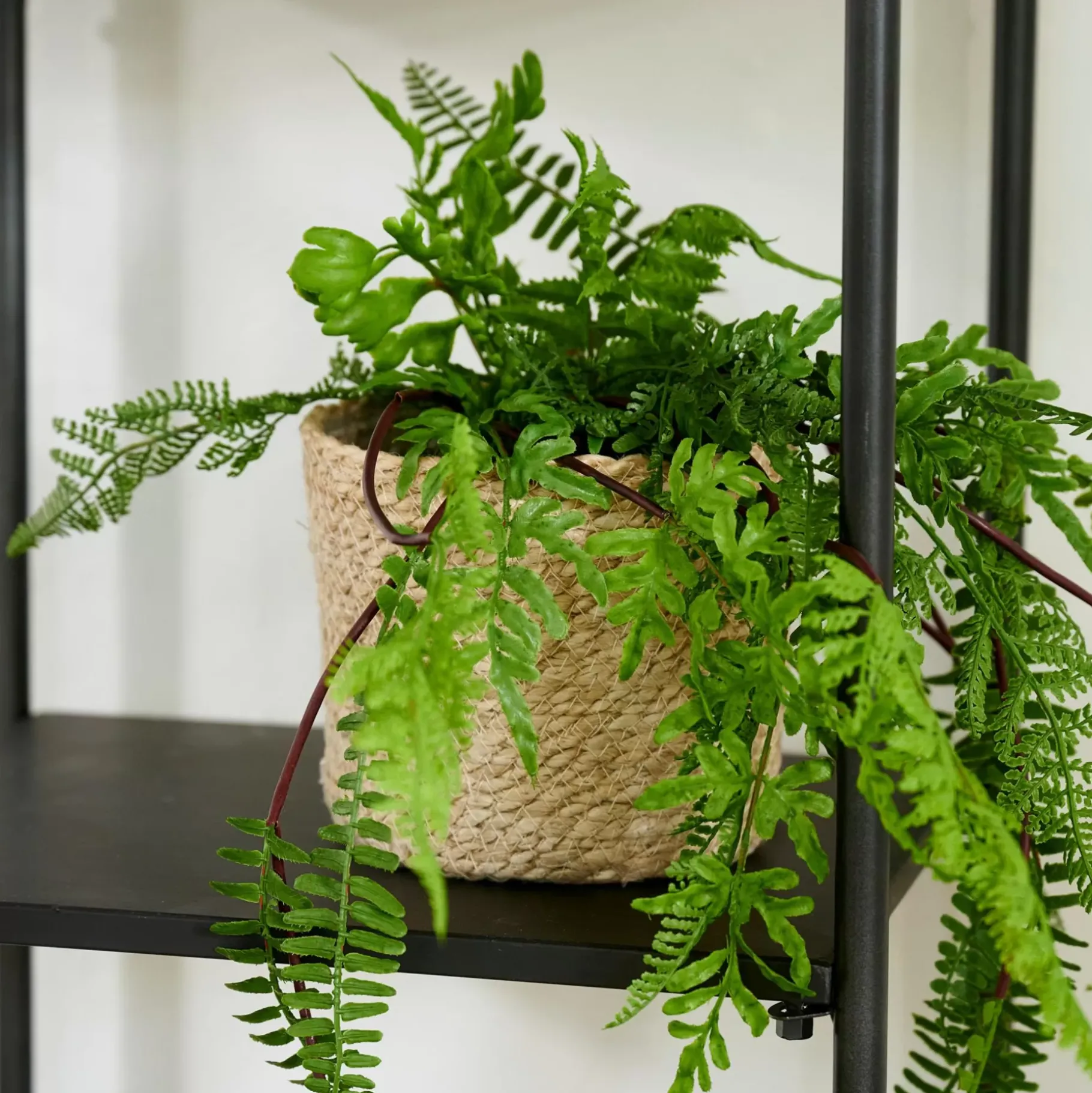 CASA Atlantic Macetero Natural