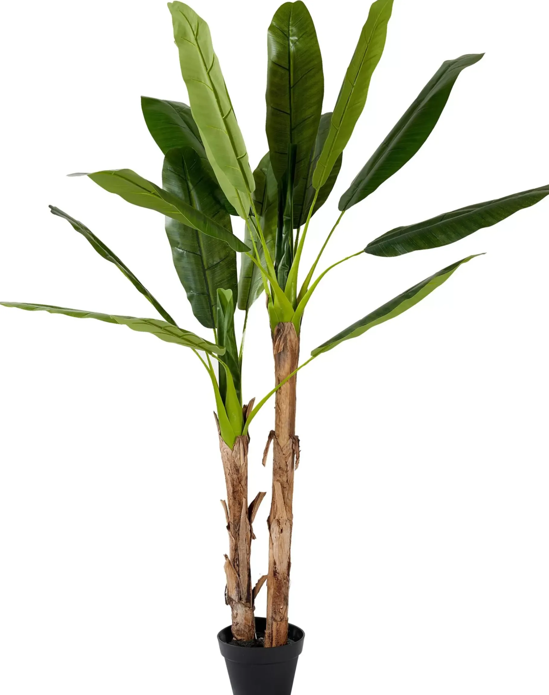 CASA Banana Platanera Verde