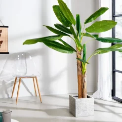 CASA Banana Platanera Verde