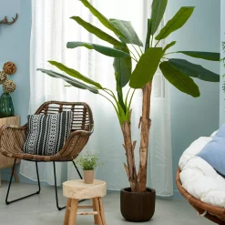 CASA Banana Platanera Verde