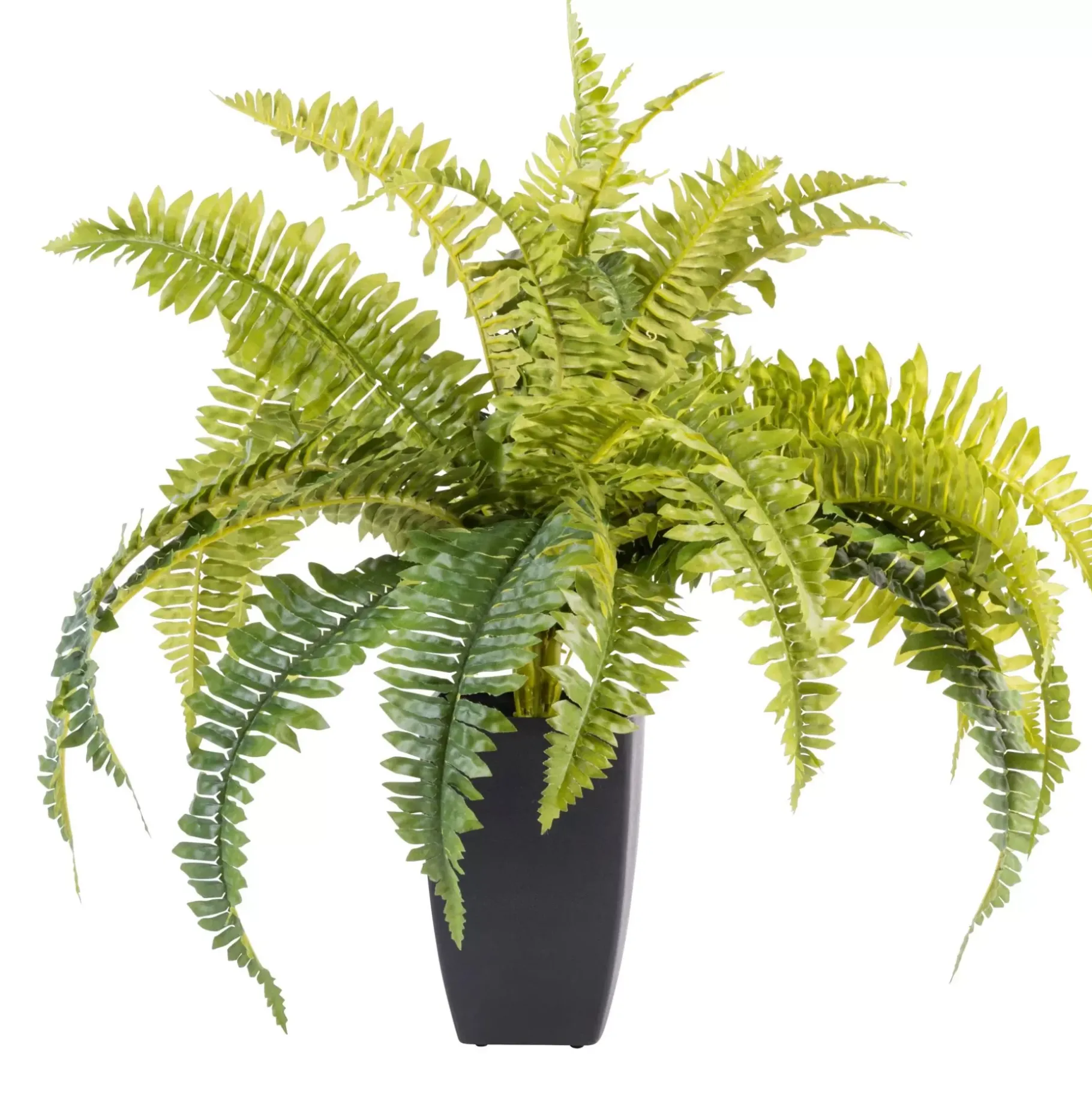 CASA Boston Planta Helecho Verde