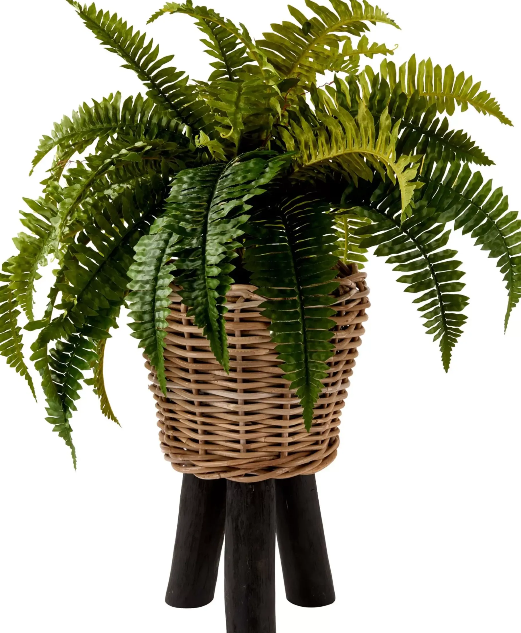 CASA Boston Planta Helecho Verde