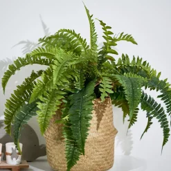 CASA Boston Planta Helecho Verde