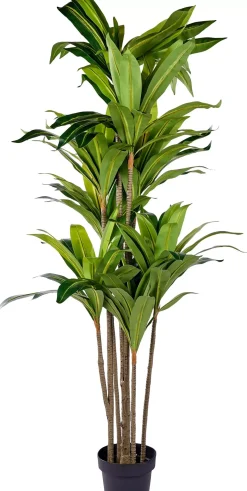 CASA Brazi Planta Verde