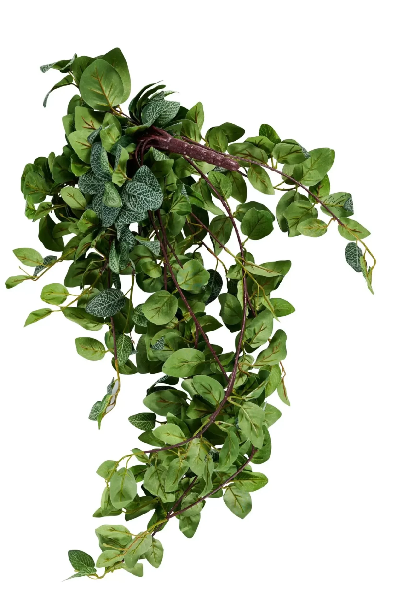 CASA Fittonia Guirnalda De Hojas Verde