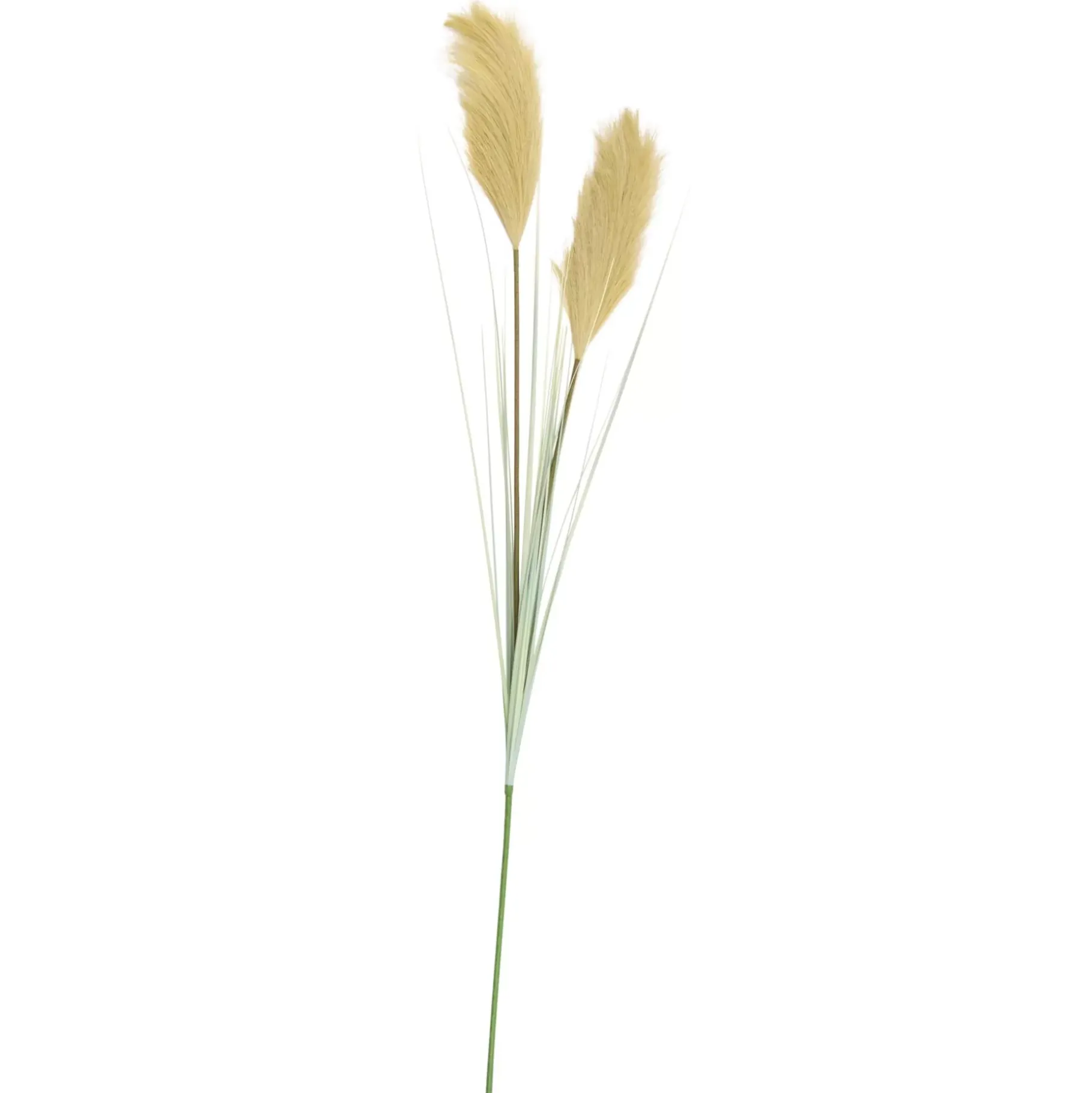 CASA Grass Cana Con Pluma Verde