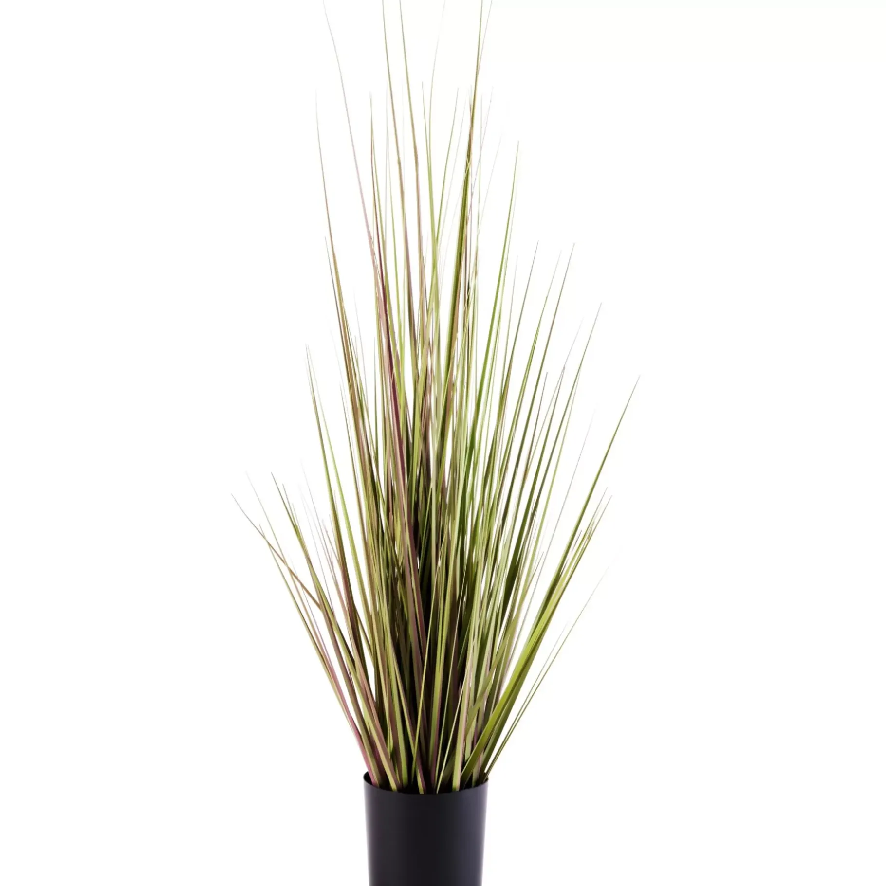 CASA Herba Hierba En Maceta Verde