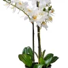 CASA Orchid Orquidea En Maceta Blanco