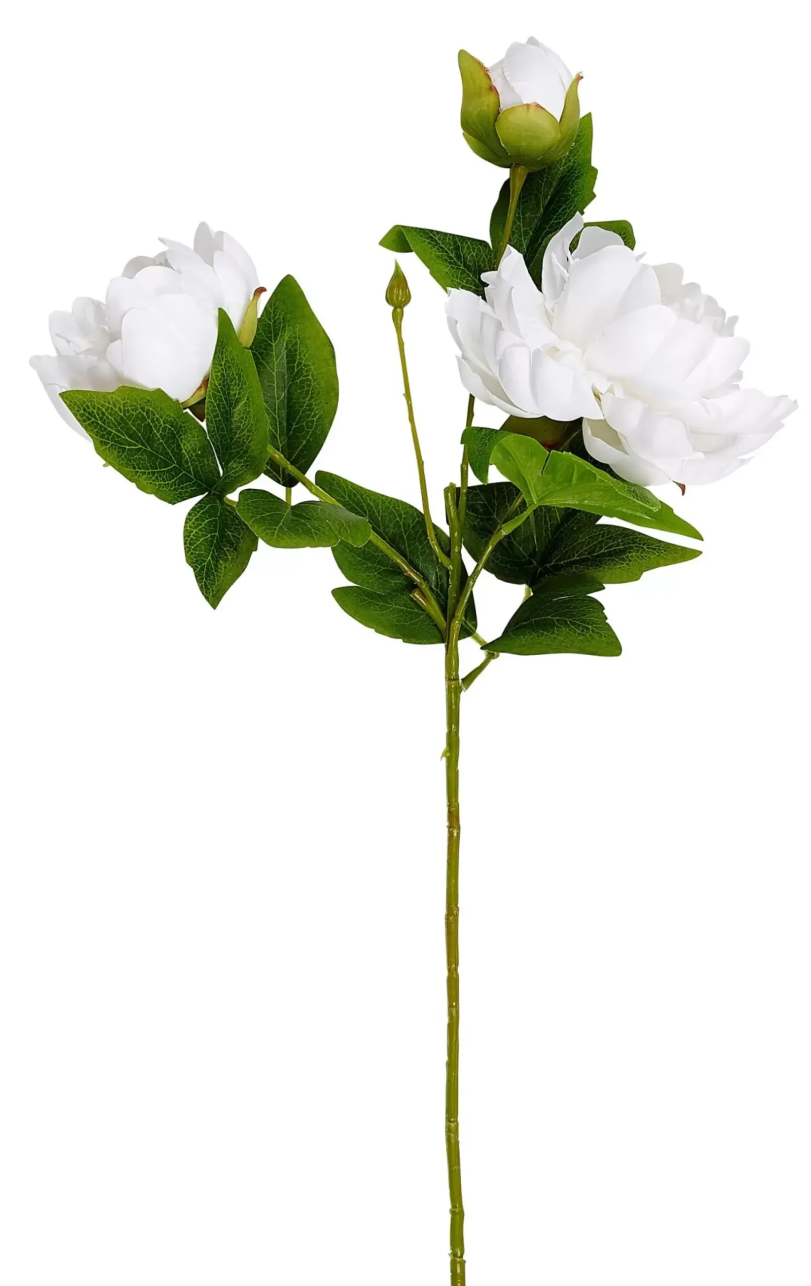 CASA Peony Rosa Peonia Blanco