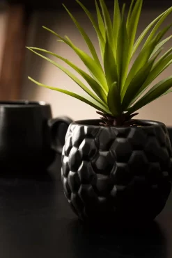 CASA Pina Pina En Maceta Negro