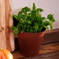 CASA Rusty Macetero Marron